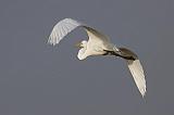 Egret In Flight_29079